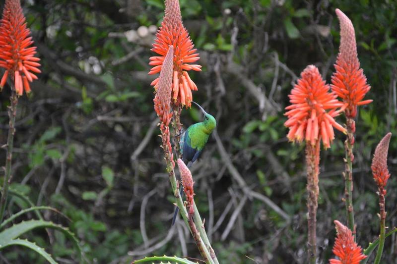 5 Bedroom Property for Sale in Duyker Eiland Western Cape